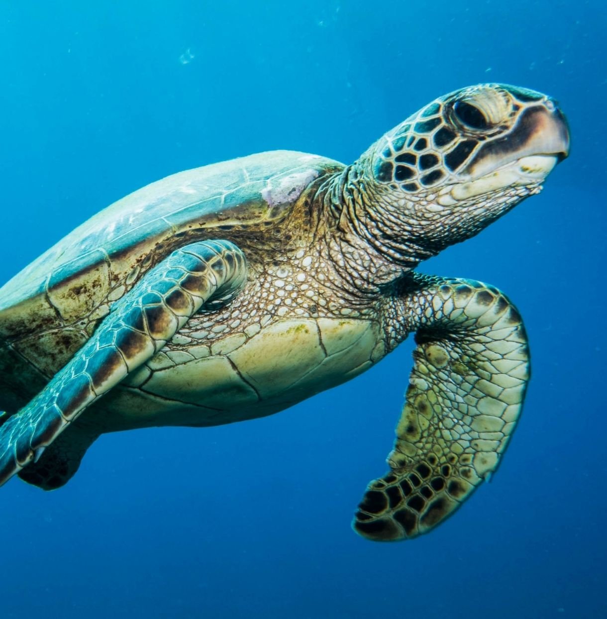 Turtle Island & Keri Caves Glass-Bottom Boat Tour